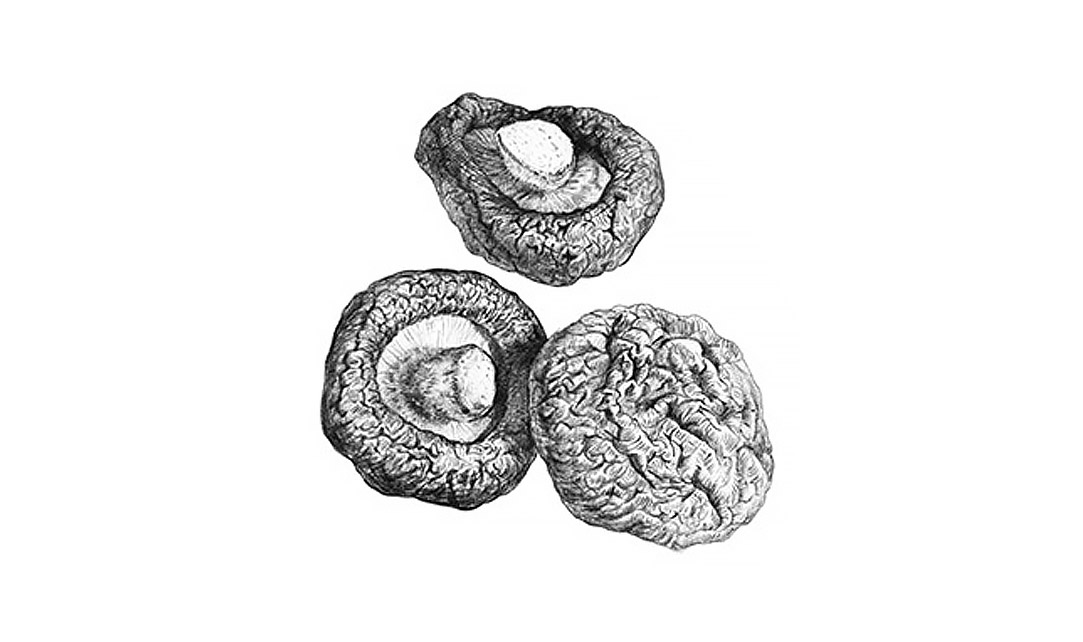 顺其自然 方为天然